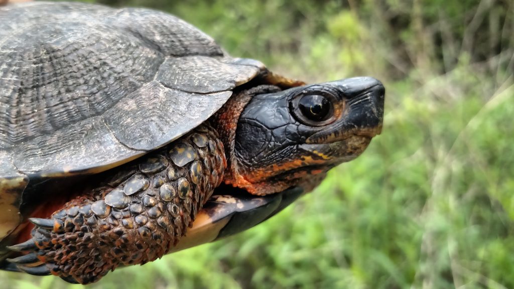 wood turtle replacement picture