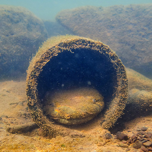 Eastern Hellbender