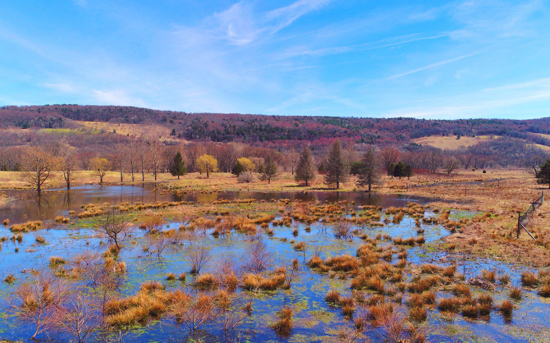 Inland Salt Marsh